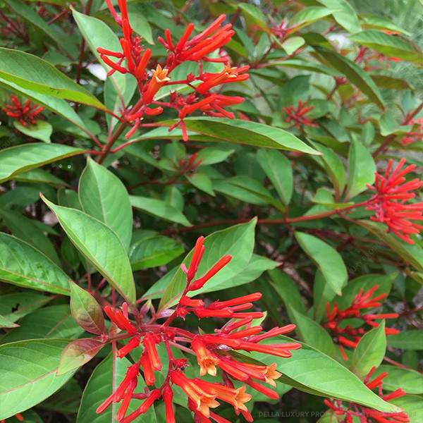 Hamelia Patens 24-36 Inches