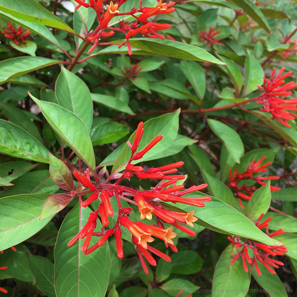 Hamelia Patens 24-36 Inches