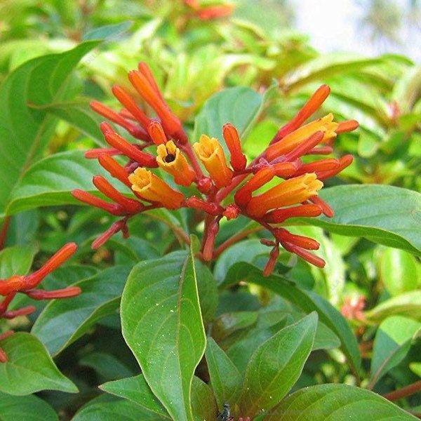 Hamelia Patens 24-36 Inches
