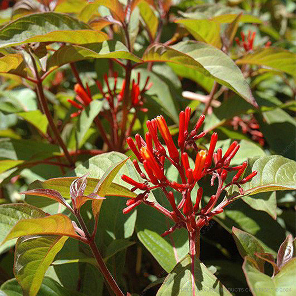 Hamelia Patens 24-36 Inches