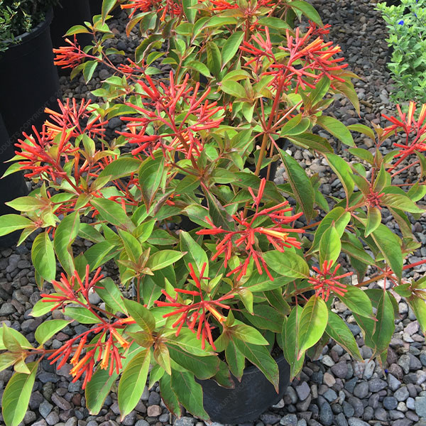 Hamelia Patens 24-36 Inches