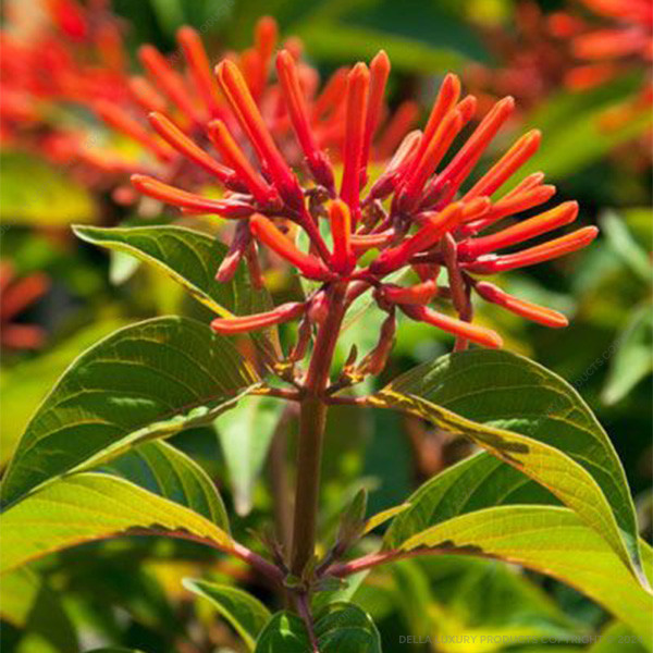 Hamelia Patens 24-36 Inches
