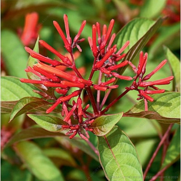 Hamelia Patens 24-36 Inches
