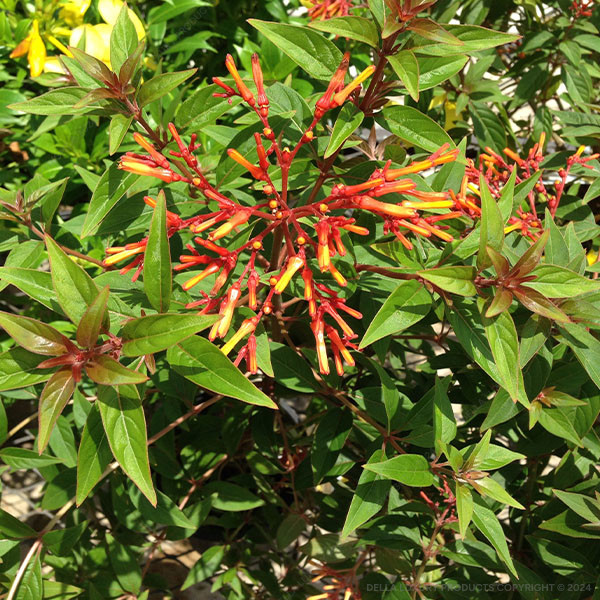Hamelia Patens 24-36 Inches