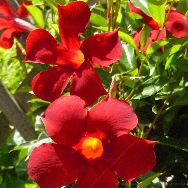 Alomenda Red