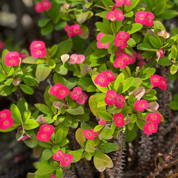 Della Nursery Flowering Plants Euphorbia Pink NURS5M257