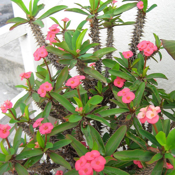 Della Nursery Flowering Plants Euphorbia Pink NURS5M257