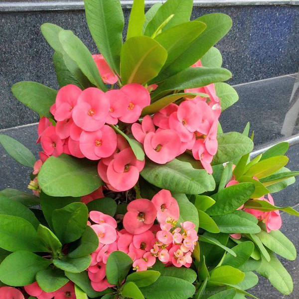 Della Nursery Flowering Plants Euphorbia Pink NURS5M257