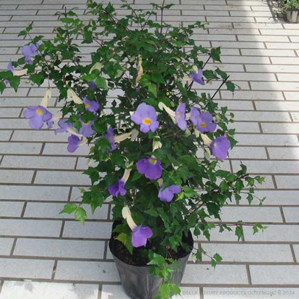 Erecta Purple 18-36 Inches