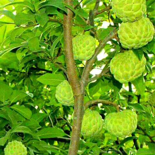 Della Nursery Fruit Trees Custard Apple NURS5M291