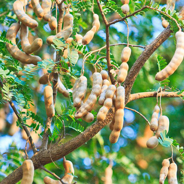 Tamarind Tree