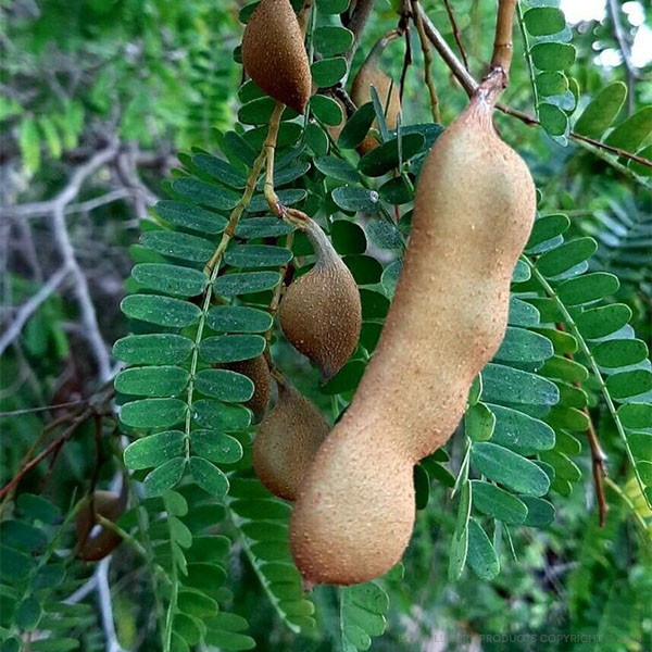 Tamarind Tree
