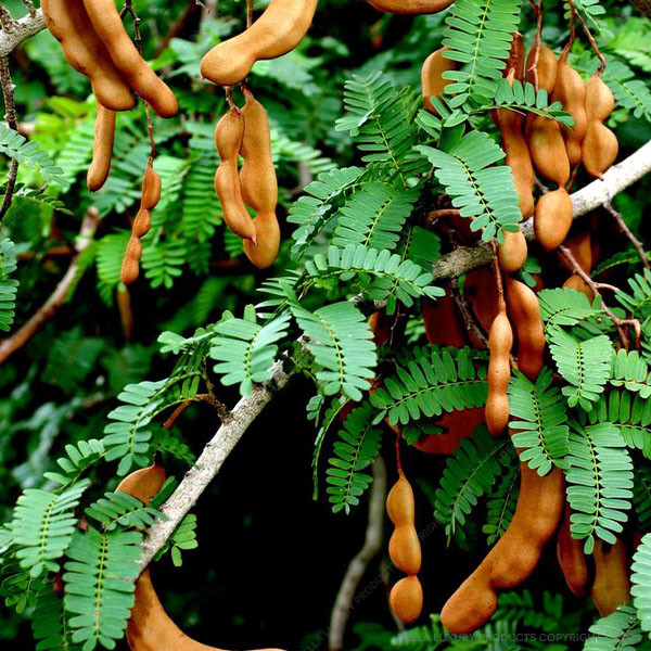 Tamarind Tree