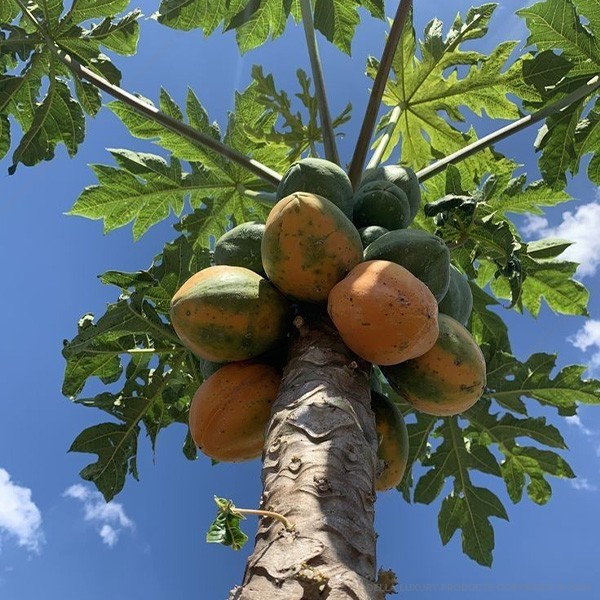 Papaya Fruit Tree