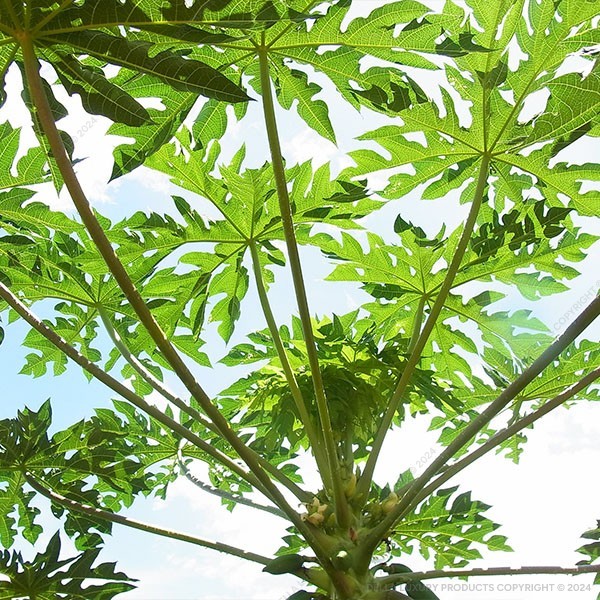 Papaya Fruit Tree
