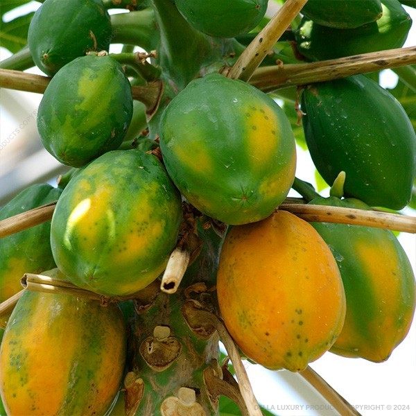 Papaya Fruit Tree
