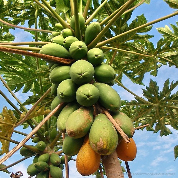 Papaya Fruit Tree