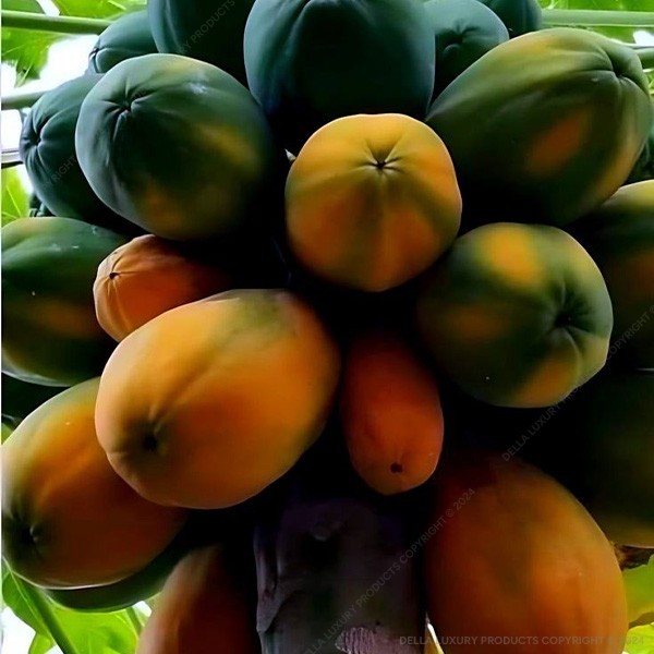 Papaya Fruit Tree