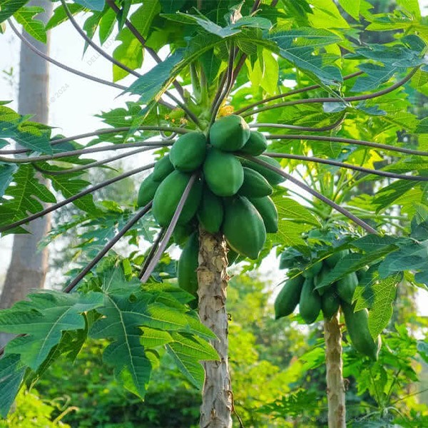 Papaya Fruit Tree