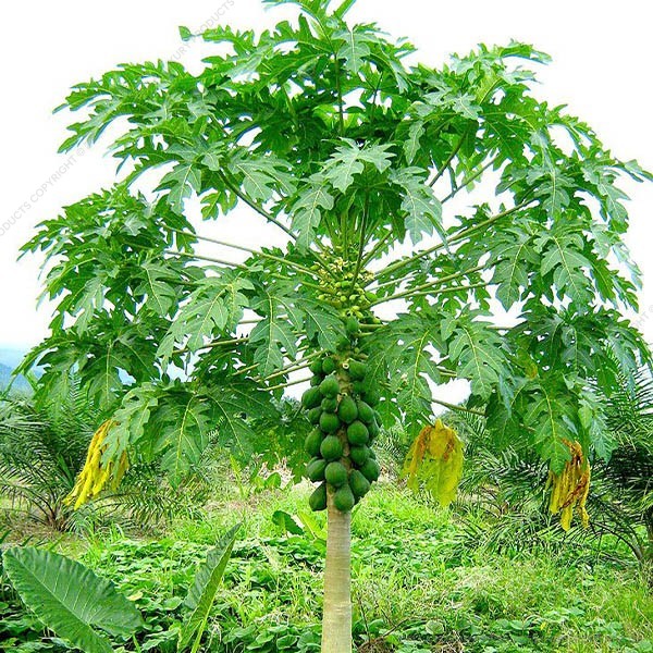 Papaya Fruit Tree