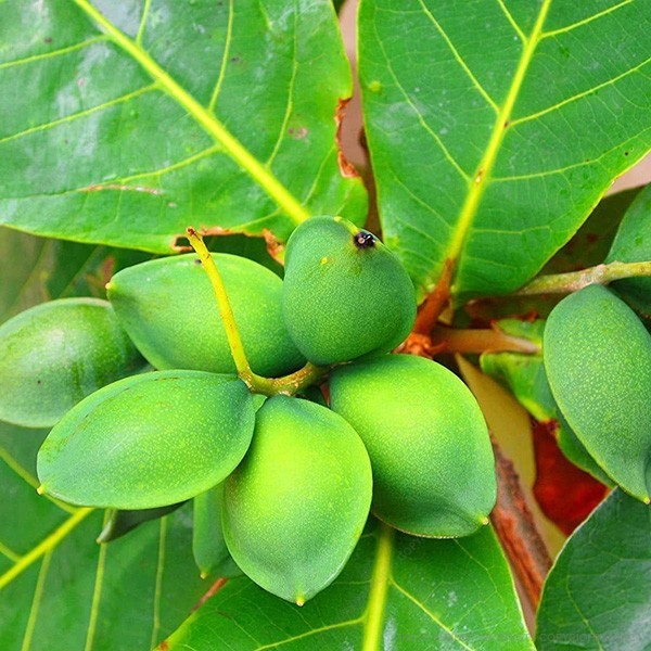 Della Nursery Fruit Trees Almond NURS5M337