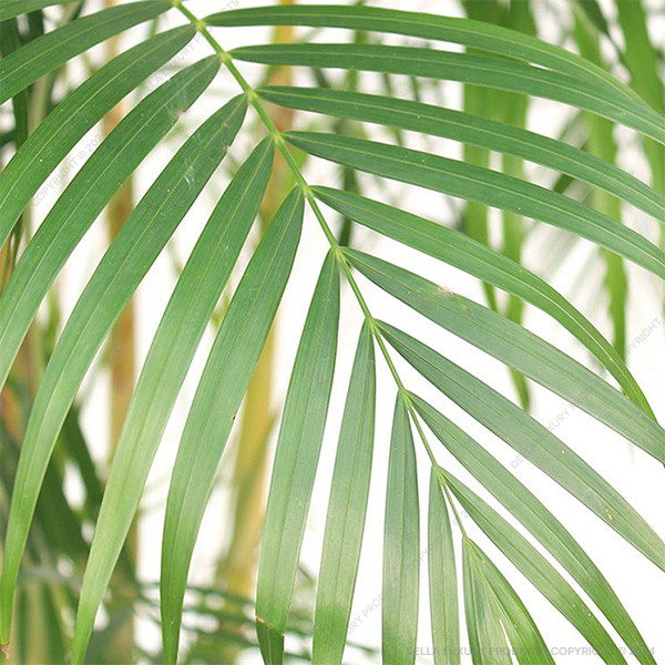 Areca Palm 2-4 ft.