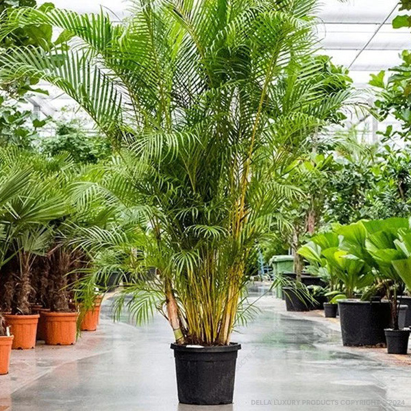 Areca Palm 2-4 ft.