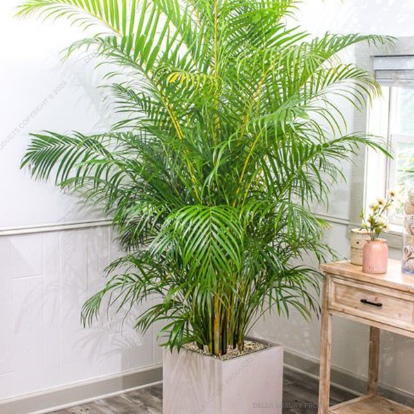 Areca Palm 2-4 ft.