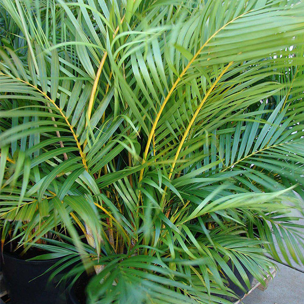 Areca Palm 2-4 ft.