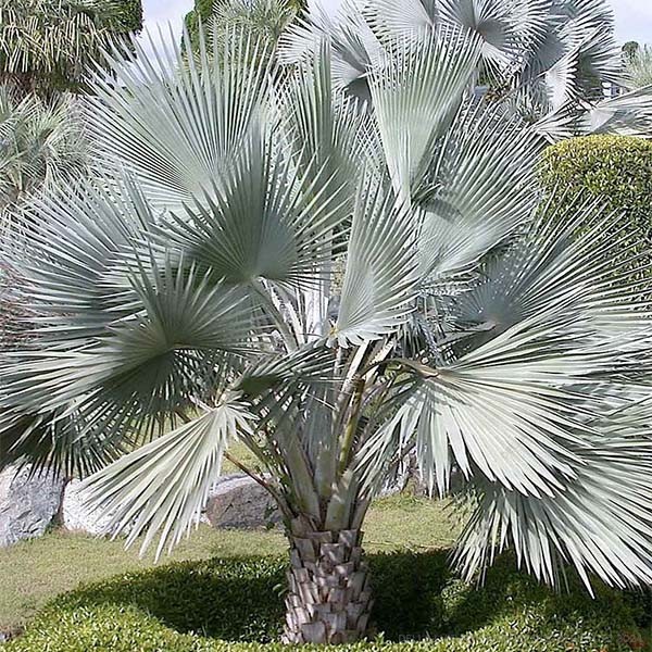 DellaLuxury Nursery Palms Bismarckia Palm 3-6 ft. NURS5M99