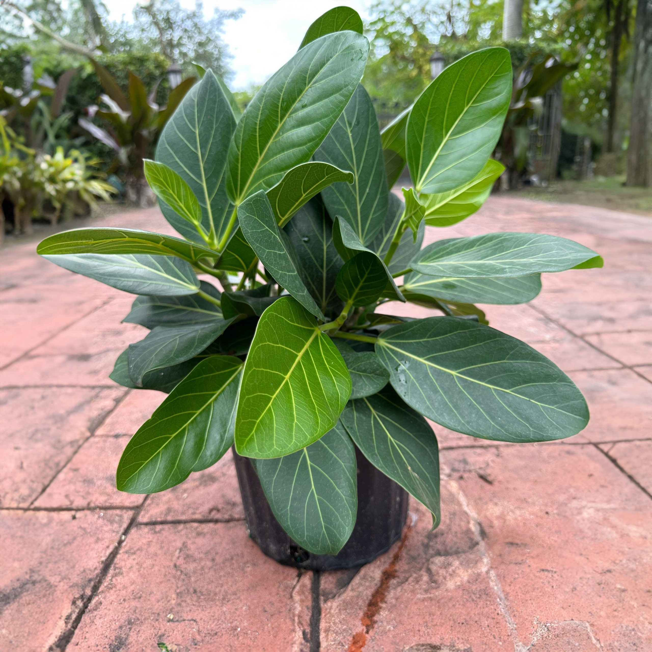 Banyan Tree 1-3 ft.