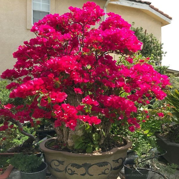 Della Luxury Nursery Outdoor Plants Bouganvillea Ball Red 4 ft. NURS-WP-533307