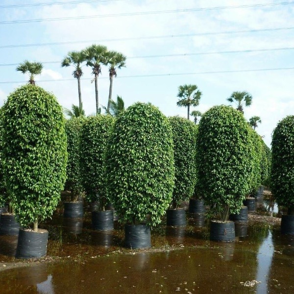 Della Nursery Outdoor Plants Ficus Benjamina 4-6 ft. NURS-WP-533204