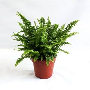 Green Fern 8-12 Inches