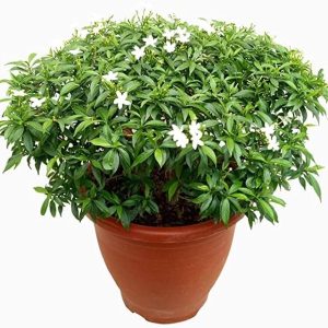 Tagar Dwarf White 1 ft.