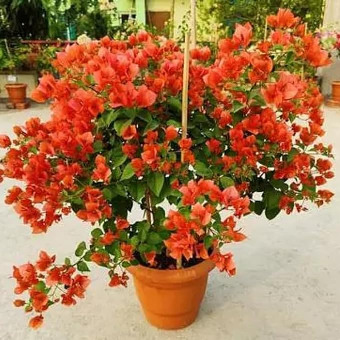 Della Nursery Outdoor Plants Bougainvillea Orange 3-6 ft. NURS-WP-533101
