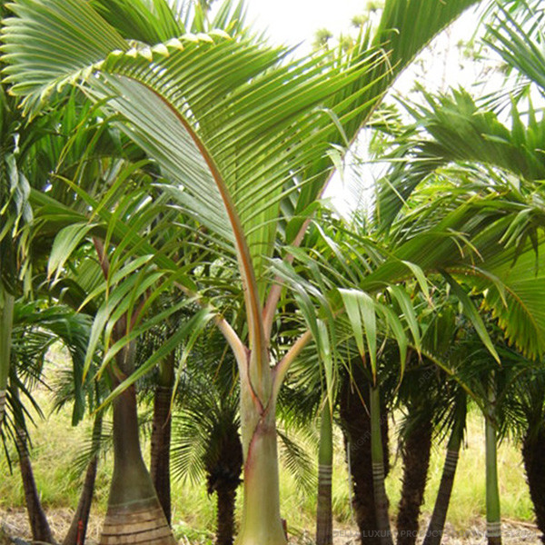 Della Luxury Nursery Palms Champagne Palm 6-8 ft. NURS-WP-532643