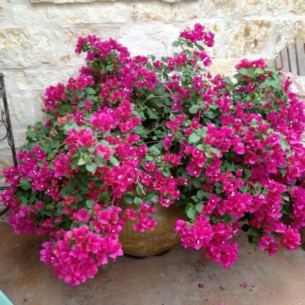 Della Luxury Nursery Outdoor Plants Bouganvillea Ball Pink 3 ft. NURS-WP-533302