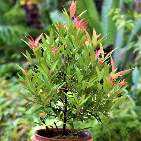 Della Nursery Outdoor Plants Christina Ficus 1-2 Ft. NURS-WP-533149