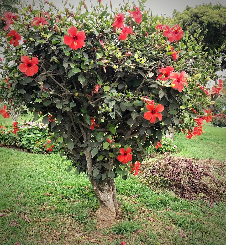 Hibiscus Orange 24-30 Inches