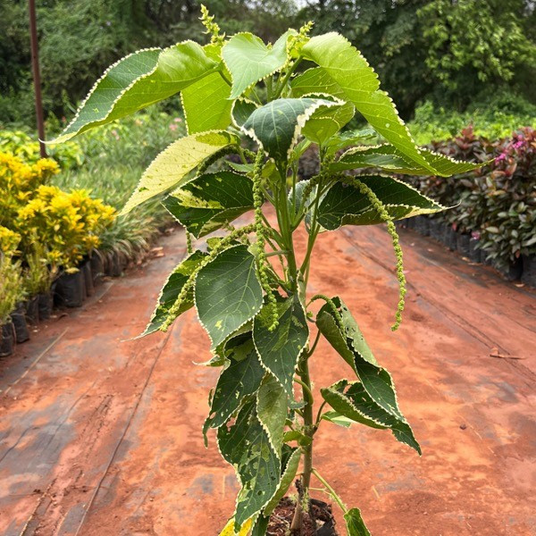 Della Nursery Foliage Acalypha Green 12-18 Inches. NURS-WP-533855
