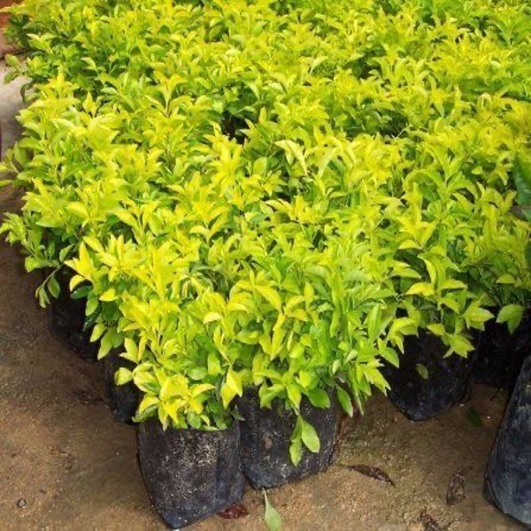Della Nursery Foliage Plants Golden Durenta 8-12 inches NURS-WP-533828