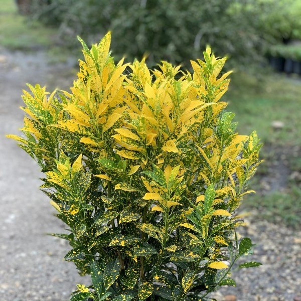 Della Nursery Foliage Plants Patra Croton Verigated 12-18 Inches NURS-WP-533864