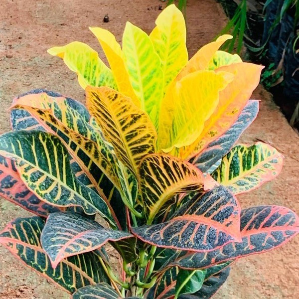 Della Nursery Foliage Plants Patra Croton Verigated 6-12 Inches NURS-WP-533863