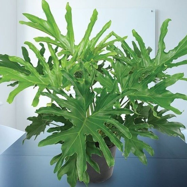 Della Nursery Foliage Plants Selloum Green 6-12 Inches. NURS-WP-533933