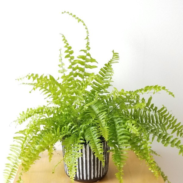 Della Nursery Outdoor Plants Boston Fern Boston Fern 12-18 Inches NURS-WP-533227