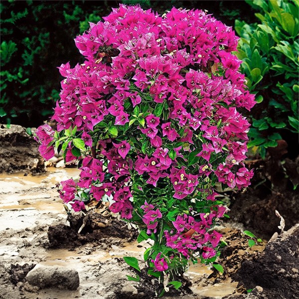 Della Nursery Outdoor Plants Bougainvillea Dwarf Pink Bougainvillea Dwarf Pink 3-4 Ft.NURS-WP-535541