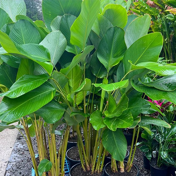 Della Nursery Outdoor Plants Calathea Luthia Calathea Luthia 3-4 ft. NURS-WP-533207