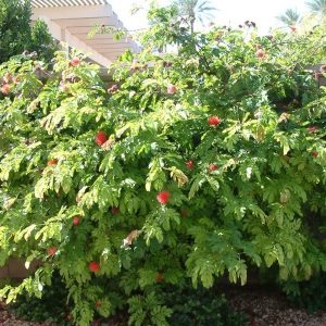 Calliandra Pink 4-6 ft.