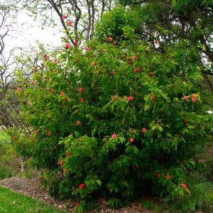 Calliandra Pink 6-8 ft.